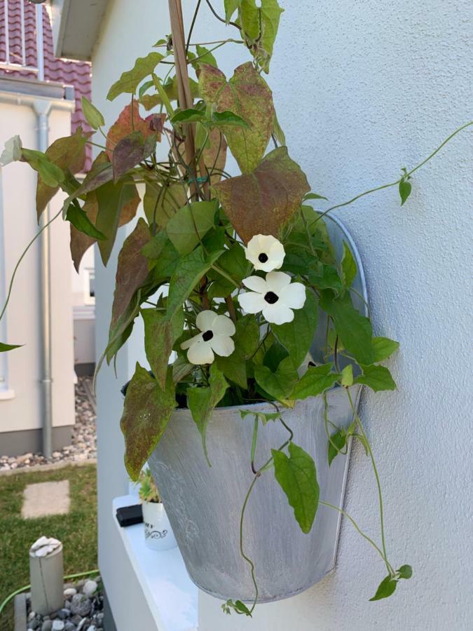 Haus Vicus Appartement Greifswald Buitenkant foto